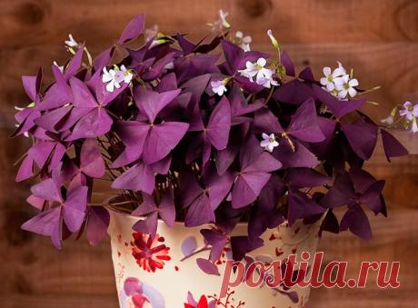 Особенности ухода за кислицей в домашних условиях