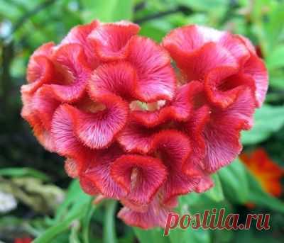 целозия фото цветов: 3 тыс изображений найдено в Яндекс.Картинках