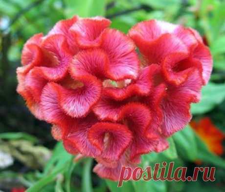 целозия фото цветов: 3 тыс изображений найдено в Яндекс.Картинках