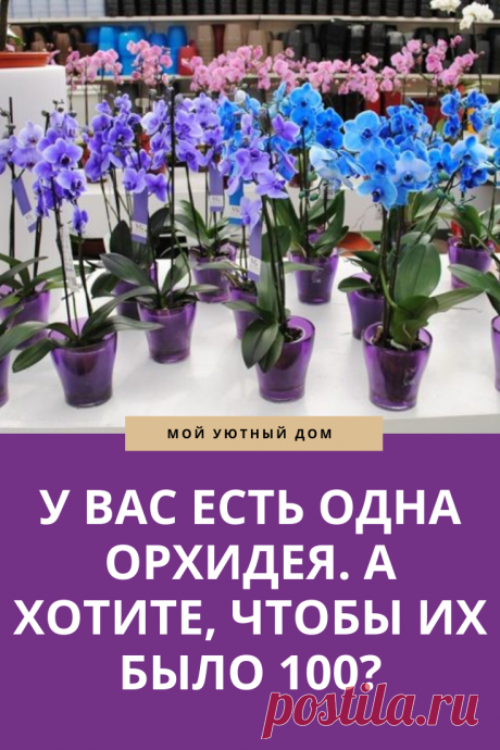 Способы как можно размножать орхидеи