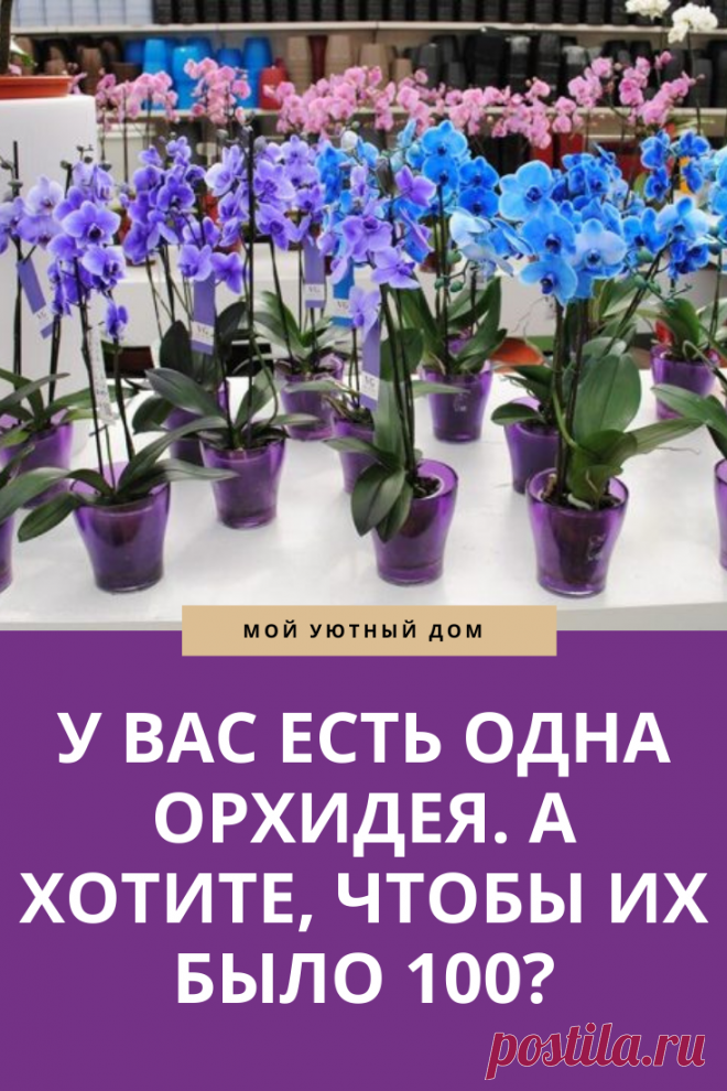 Способы как можно размножать орхидеи