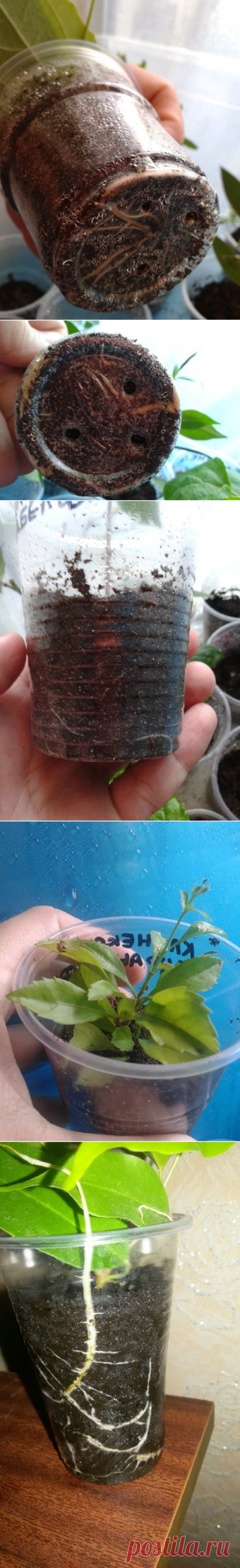 Применение геля Фитоклон (Clonex) | Цитокининовая паста, гель Фитоклон (Clonex)