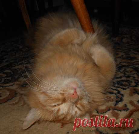 Сладкие сны