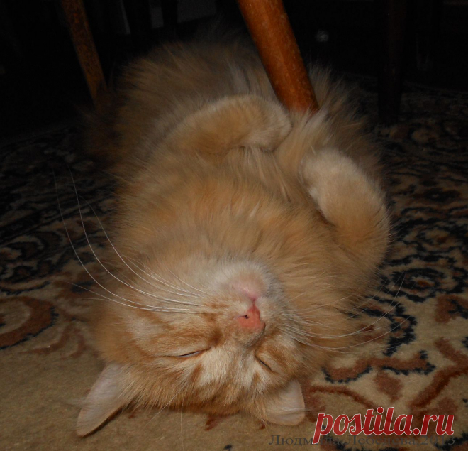 Сладкие сны