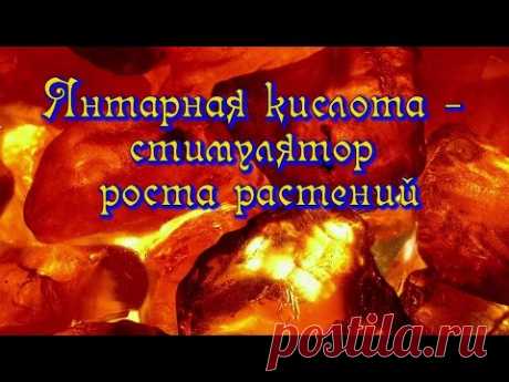 Янтарная кислота - стимулятор роста растений