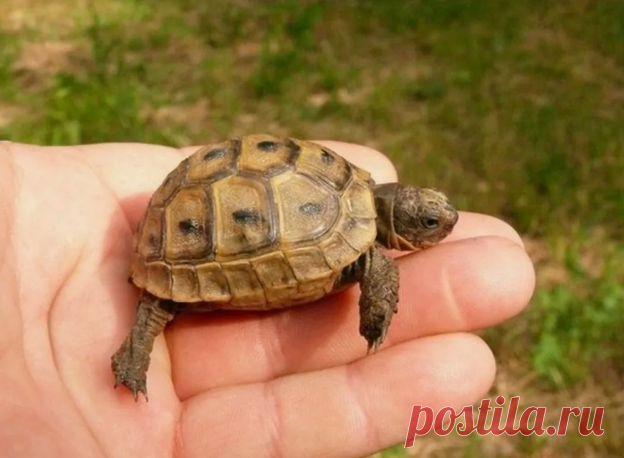 Двое мужчин ловили черепах, чтобы сделать из них суп, но простая случайность изменила жизнь звереныша и подарила шанс на долгую жизнь | Тайган | Дзен