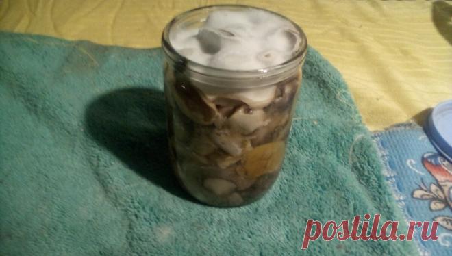 Самый правильный способ соления грибов. Публикация для новичков | Книга Грибов | Дзен