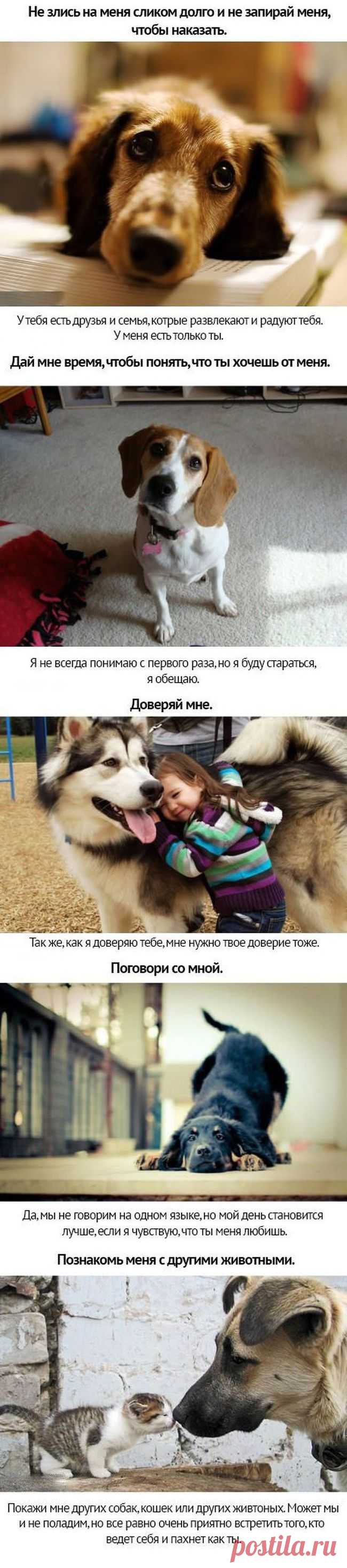 Собачьи просьбы - обрати на меня внимание...