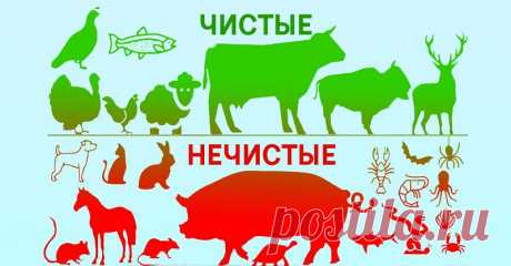 Ученые решили разобраться, почему Бог разделил животных на чистых и нечистых. Пересмотрю свое питание… * * *
Я всегда считал себя атеистом. Но в последнее время все чаще ловлю себя на мысли, что я стал верить в существование Бога, а значит и в его промысел. И это не потому, что меня кто-то заставил, или я прочел какую-нибудь статью в Интернете, или увидел в религиозном фильме. Это произошло само собой. Как и всегда, после того, как я пересмотрел свое питание.

