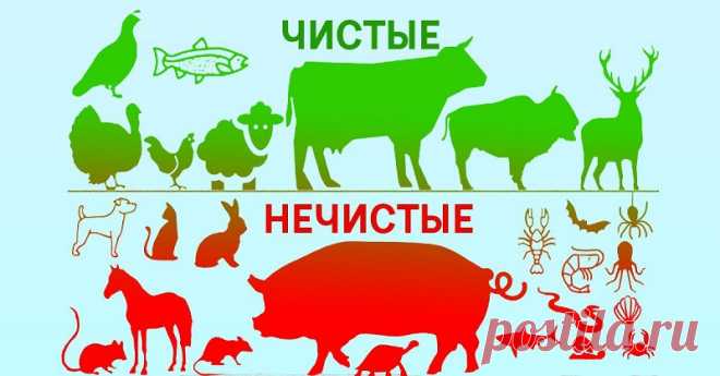 Ученые решили разобраться, почему Бог разделил животных на чистых и нечистых. Пересмотрю свое питание… - Советы и Рецепты Мы часто употребляем мясную продукцию, ведь такова природа человека. Хотя считается, что до Всемирного потопа люди ели только растительную пищу. Сейчас, во время Великого поста, многие воздерживаются от употребления продуктов животного происхождения. А это отличный повод для размышления над тем, почему Бог разделил животных на чистых и нечистых, чтобы п...