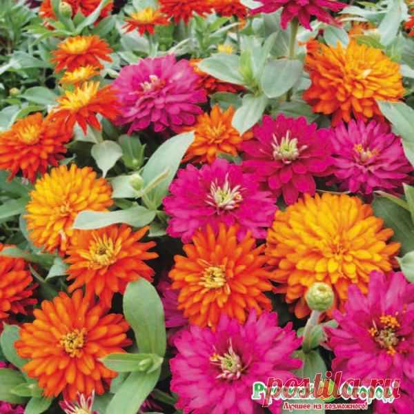Семена. Цветы. Профи. Цинния F1 