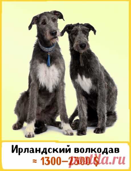 19 великолепных собак, которые стоят целое состояние