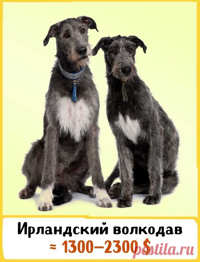 19 великолепных собак, которые стоят целое состояние