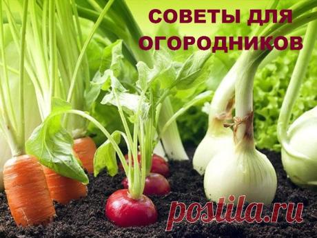 СОВЕТЫ ДЛЯ ОГОРОДНИКОВ Если горчицу посеять рядом с горохом, у него урожай будет | Полезные советы!