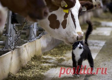 Общительный фермерский кот в коровнике | Большие фото новости: ты увидишь мир