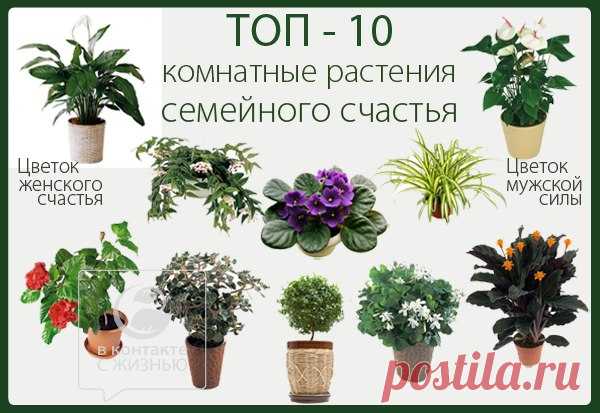 10 растений, которые принесут в ваш дом любовь   / Сферический бизнес