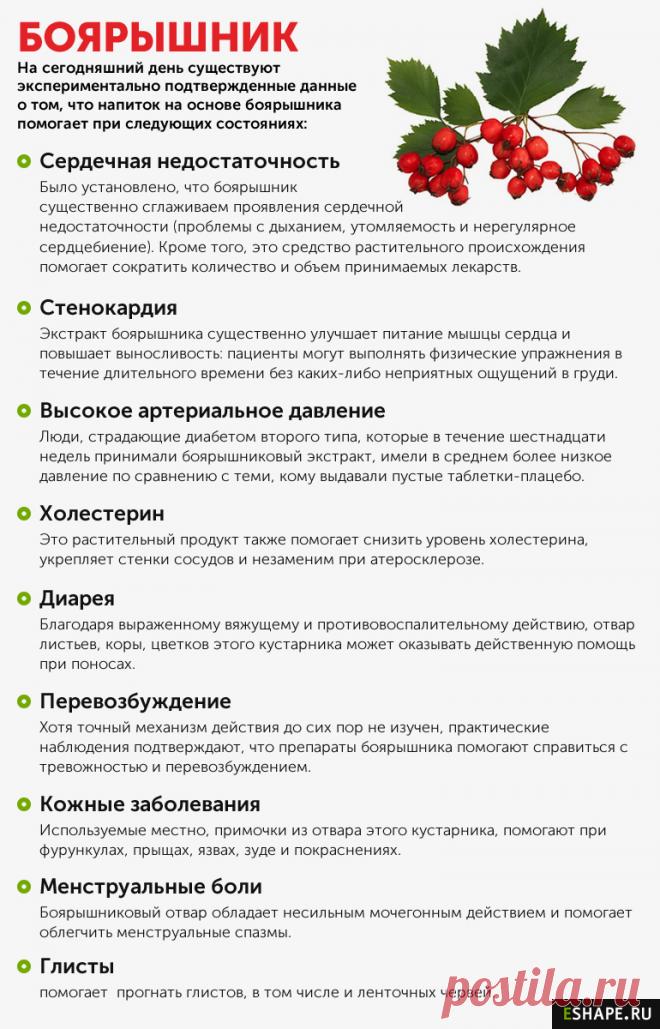 Отвар боярышника польза и противопоказания