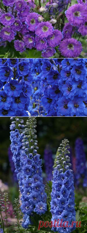 ДЕЛЬФИНИУМ: ВЫБИРАЕМ НОВОЗЕЛАНДСКИЕ ГИБРИДЫ