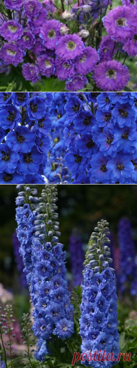 ДЕЛЬФИНИУМ: ВЫБИРАЕМ НОВОЗЕЛАНДСКИЕ ГИБРИДЫ