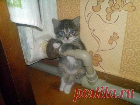 Кошки, которые очень любят тепло