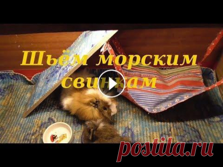 Что сшить морским свинкам? Донат. Помоги свинкам на огурчики! - Канал Pig Every Day - Вот то что я сам сшил своим морским свинкам собственными руками! Группа в вк -...