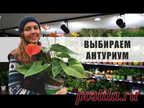 Как правильно ВЫБРАТЬ 💯 АНТУРИУМ в магазине