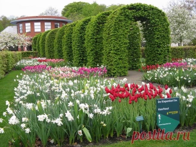 Парк тюльпанов Кёкенхоф, фотоотчет. - Садоводка