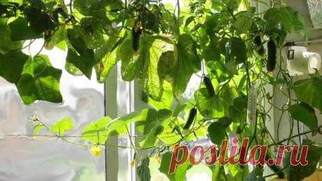 Как вырастить огурцы на подоконнике