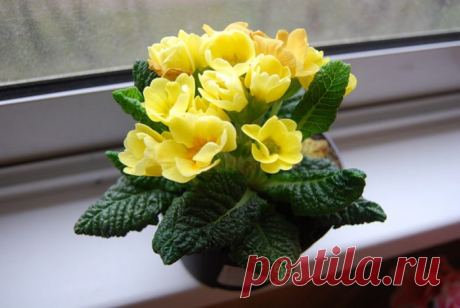 Примула комнатная