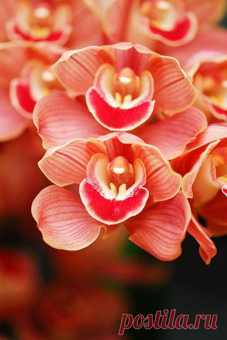 #provestra | Beautiful Flowers around the world