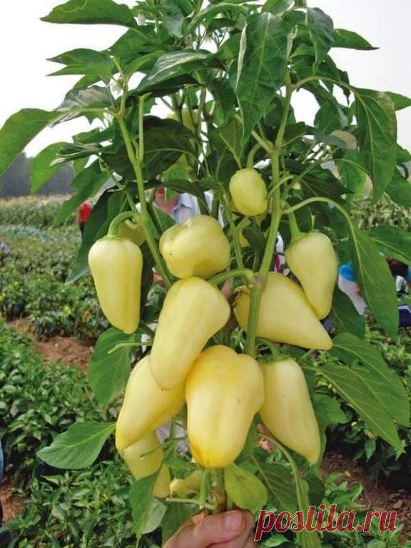 КАК ПРАВИЛЬНО ФОРМИРОВАТЬ ПЕРЕЦ, ЧТОБЫ УСКОРИТЬ РОСТ И СОЗРЕВАНИЕ ПЛОДОВ