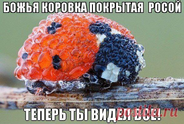 Смешные картинки - 515