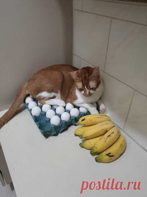 Котики, для которых понятие личного пространства не более чем чушь