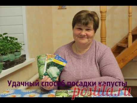 Удачный способ посадки капусты.