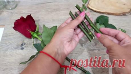 Как укоренить розы из букета: Алоэ Вера - секрет успеха! - Яндекс.Видео