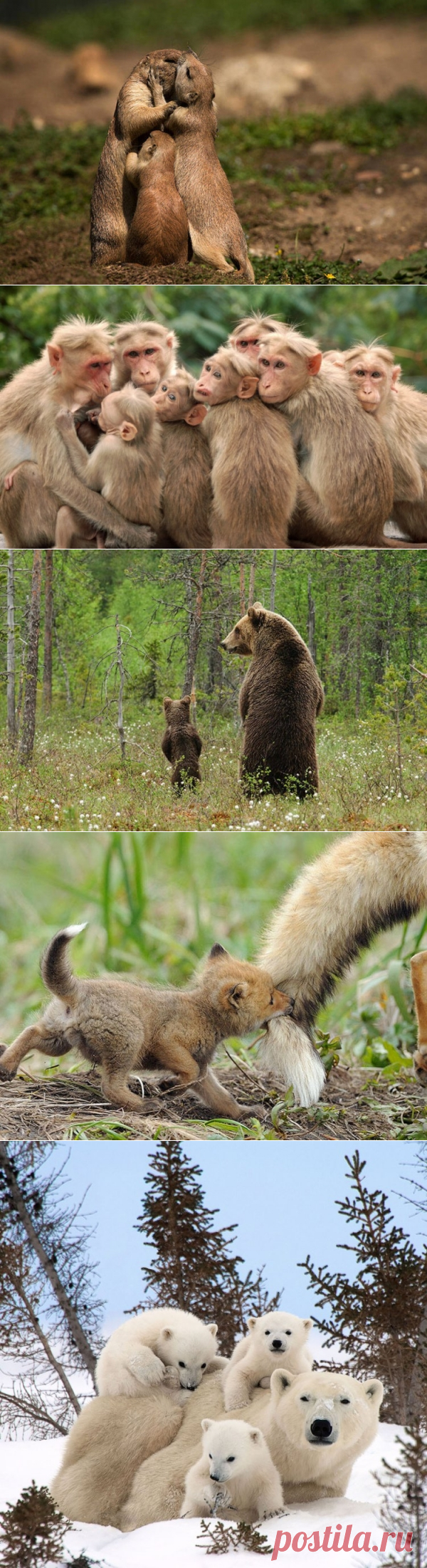 *Звериная любовь*