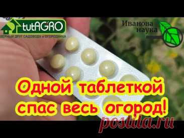 ОДНОЙ ТАБЛЕТКОЙ СПАС ВЕСЬ ОГОРОД! Кладоспориоз и другие болезни томата и огурца УНИЧТОЖЕНЫ!