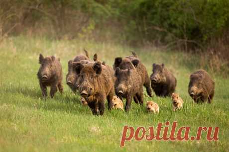 Они вышли погулять. В столичном регионе активизировались кабаны. Стадо кабанов загнало грибников на дерево в подмосковном лесу. Но увидеть незнакомцев с копытами и нехилыми клыками реально и в черте города. О том, опасны ли такие встречи, aif.ru узнал у эксперта.