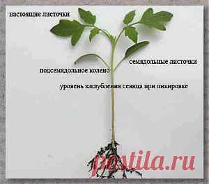 Выращивание рассады помидор в домашних условиях | Дача - впрок