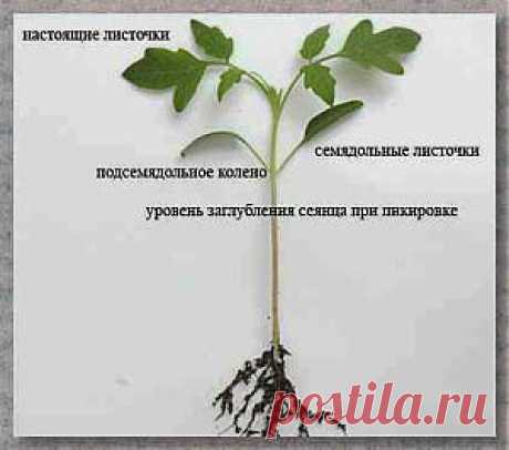 Выращивание рассады помидор в домашних условиях | Дача - впрок