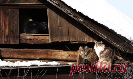 Плейкаст «Леонид Агранович.Песня о кошках»