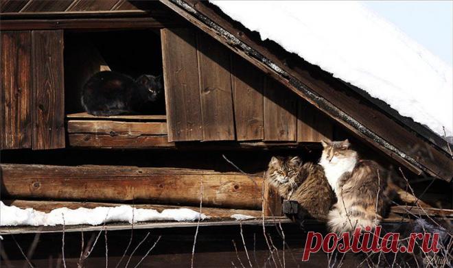 Плейкаст «Леонид Агранович.Песня о кошках»