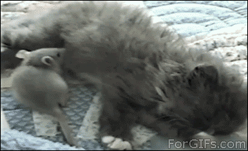 The Best Cat GIF Post In The History Of Cat GIFs