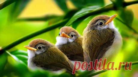 Звуки утреннего леса. Пение птиц в лесу