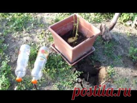 Он втыкает розу в картошку и сажает ее в горшок. Через неделю вырастает уникальное!