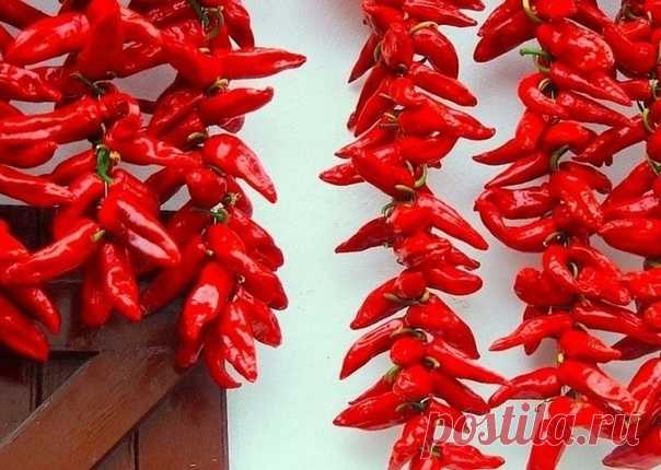 ПЕРЕЦ И ЕГО ПОЛЕЗНЫЕ И ЛЕЧЕБНЫЕ СВОЙСТВА



Рекомендуется есть перец людям, страдающим от болезней сердечнососудистой системы, сахарным диабетом, отёками, дерматитом, низким иммунитетом, анемией, бессонницей.

1. Перец стимулирует работу желудка и поджелудочной железы, снижает артериальное давление, разжижает кровь, препятствуя образованию тромбов, и не дает проникнуть в организм радиации.

2. Сладкий красный перец помогает предотвратить приступы астмы, бороться с бронхито...
