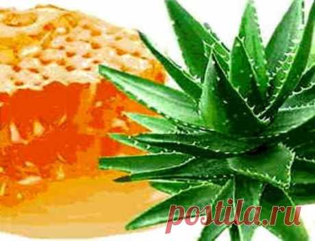 Серебряная вода лечит легкие. Плюс рецепты алоэ + мёд
Хочу поделиться эффективным и проверенным методом лечения болезней легких: острого и хронического бронхита, пневмонии, затяжного кашля, простуды. 
После приема этого лекарства нормализуется обмен веществ, повышается работоспособность организма, исчезают хрипы в легких.
В состав моего лекарства входит биостимулированный сок алоэ. Для его 
приготовления годятся нижние и средние листья алоэ, возраст которого не менее трех лет, при этом в тече