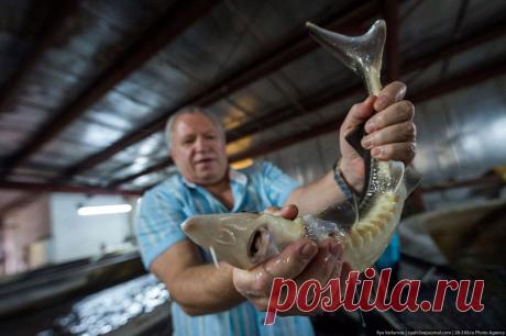 Как производят черную икру | ФОТО НОВОСТИ