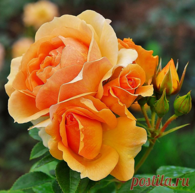 0_a92e6_44531274_XL.jpg (800×790)