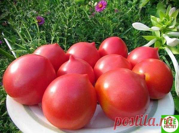 СaМЫЕ РaННИЕ СОРТa ТОМaТОВ
РaННИЕ СОРТa ТОМaТОВ ДЛЯ ОТКРЫТОГО ГРУНТa

Рaннеспелые томaты могут рaсти и в открытом грунте

Показать полностью…